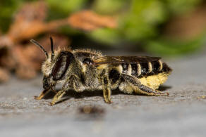 Megachile rotundata / Luzerne-Blattschneiderbiene / Megachilinae ("Blattschneiderbienenartige")