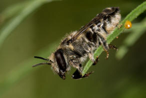 Megachile rotundata / Luzerne-Blattschneiderbiene / Megachilinae ("Blattschneiderbienenartige")