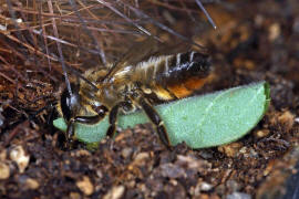 Megachile willughbiella / Garten-Blattschneiderbiene / Megachilinae ("Blattschneiderbienenartige") / Hautflgler - Hymenoptera