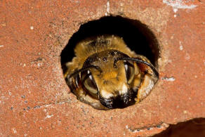Megachile willughbiella / Garten-Blattschneiderbiene / Megachilinae ("Blattschneiderbienenartige") / Hautflügler - Hymenoptera