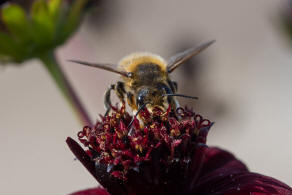 Megachile willughbiella / Garten-Blattschneiderbiene / Megachilinae ("Blattschneiderbienenartige") / Hautflügler - Hymenoptera