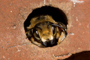 Megachile willughbiella / Garten-Blattschneiderbiene / Megachilinae ("Blattschneiderbienenartige") / Hautflügler - Hymenoptera