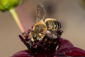 Megachile willughbiella / Garten-Blattschneiderbiene / Megachilinae ("Blattschneiderbienenartige") / Hautflgler - Hymenoptera