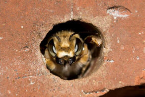 Megachile willughbiella / Garten-Blattschneiderbiene / Megachilinae ("Blattschneiderbienenartige") / Hautflügler - Hymenoptera