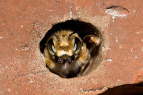 Megachile willughbiella / Garten-Blattschneiderbiene / Megachilinae ("Blattschneiderbienenartige") / Hautflgler - Hymenoptera