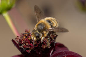 Megachile willughbiella / Garten-Blattschneiderbiene / Megachilinae ("Blattschneiderbienenartige") / Hautflügler - Hymenoptera