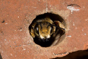 Megachile willughbiella / Garten-Blattschneiderbiene / Megachilinae ("Blattschneiderbienenartige") / Hautflügler - Hymenoptera