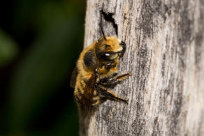 Megachile willughbiella / Garten-Blattschneiderbiene / Megachilinae ("Blattschneiderbienenartige") / Hautflügler - Hymenoptera