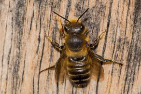 Megachile willughbiella / Garten-Blattschneiderbiene / Megachilinae ("Blattschneiderbienenartige") / Hautflügler - Hymenoptera