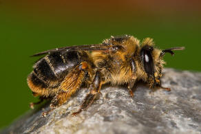 Melitta haemorrhoidalis / Glockenblumen-Sgehornbiene / Melittidae - Sgehornbienenartige / Hautflgler - Hymenoptera