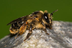 Melitta haemorrhoidalis / Glockenblumen-Sgehornbiene / Melittidae - Sgehornbienenartige / Hautflgler - Hymenoptera