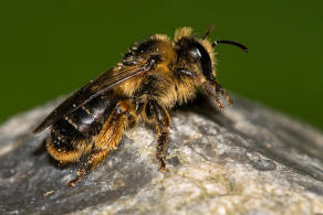 Melitta haemorrhoidalis / Glockenblumen-Sgehornbiene / Melittidae - Sgehornbienenartige / Hautflgler - Hymenoptera