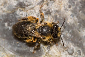 Melitta haemorrhoidalis / Glockenblumen-Sgehornbiene / Melittidae - Sgehornbienenartige / Hautflgler - Hymenoptera