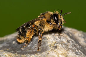 Melitta haemorrhoidalis / Glockenblumen-Sgehornbiene / Melittidae - Sgehornbienenartige / Hautflgler - Hymenoptera