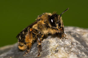 Melitta haemorrhoidalis / Glockenblumen-Sgehornbiene / Melittidae - Sgehornbienenartige / Hautflgler - Hymenoptera