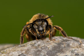 Melitta haemorrhoidalis / Glockenblumen-Sgehornbiene / Melittidae - Sgehornbienenartige / Hautflgler - Hymenoptera