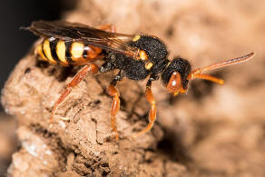 Nomada bifasciata / Rotbuchige Wespenbiene / Apinae (Echte Bienen) / Ordnung: Hautflgler - Hymenoptera