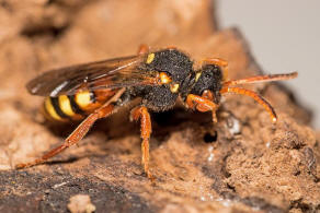 Nomada bifasciata / Rotbuchige Wespenbiene / Apinae (Echte Bienen) / Ordnung: Hautflgler - Hymenoptera