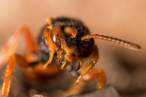 Nomada bifasciata / Rotbuchige Wespenbiene / Apinae (Echte Bienen) / Ordnung: Hautflgler - Hymenoptera