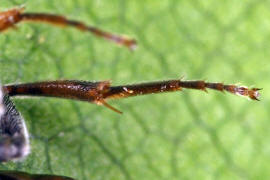 Nomada fabriciana / Rote Wespenbiene / Apinae - Echte Bienen / Ordnung: Hautflgler - Hymenoptera