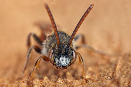 Nomada fabriciana / Rotschwarze Wespenbiene / Apinae - Echte Bienen / Ordnung: Hautflgler - Hymenoptera