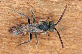 Nomada fabriciana / Rotschwarze Wespenbiene / Apinae - Echte Bienen / Ordnung: Hautflügler - Hymenoptera