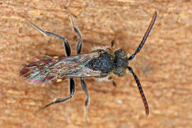 Nomada fabriciana / Rotschwarze Wespenbiene / Apinae - Echte Bienen / Ordnung: Hautflgler - Hymenoptera