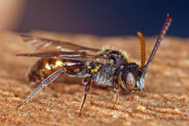 Nomada fabriciana / Rotschwarze Wespenbiene / Apinae - Echte Bienen / Ordnung: Hautflgler - Hymenoptera