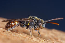 Nomada fabriciana / Rotschwarze Wespenbiene / Apinae - Echte Bienen / Ordnung: Hautflügler - Hymenoptera