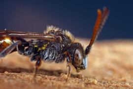 Nomada fabriciana / Rotschwarze Wespenbiene / Apinae - Echte Bienen / Ordnung: Hautflügler - Hymenoptera