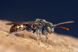 Nomada fabriciana / Rotschwarze Wespenbiene / Apinae - Echte Bienen / Ordnung: Hautflgler - Hymenoptera