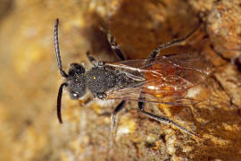 Nomada fabriciana / Rotschwarze Wespenbiene / Apinae - Echte Bienen / Ordnung: Hautflgler - Hymenoptera