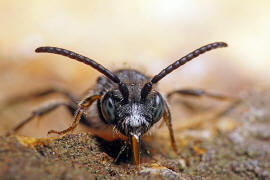 Nomada fabriciana / Rotschwarze Wespenbiene / Apinae - Echte Bienen / Ordnung: Hautflgler - Hymenoptera