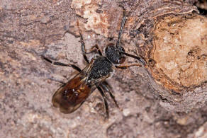 Nomada fabriciana / Rotschwarze Wespenbiene / Apidae - Echte Bienen / Ordnung: Hautflgler - Hymenoptera