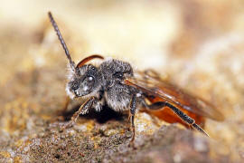 Nomada fabriciana / Rotschwarze Wespenbiene / Apidae - Echte Bienen / Ordnung: Hautflgler - Hymenoptera