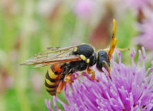 Nomada fucata / Gewhnliche Wespenbiene / Apinae (Echte Bienen)