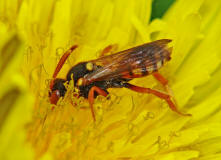 Nomada fucata / Gewhnliche Wespenbiene / Apinae (Echte Bienen)