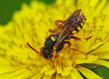 Nomada fucata / Gewhnliche Wespenbiene / Apinae (Echte Bienen)