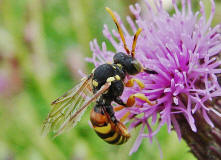 Nomada fucata / Gewhnliche Wespenbiene / Apinae (Echte Bienen)