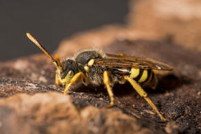 Nomada fucata / Gewhnliche Wespenbiene / Apinae (Echte Bienen)