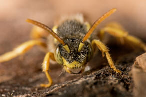 Nomada fucata / Gewhnliche Wespenbiene / Apinae (Echte Bienen)