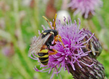 Nomada fucata / Gewhnliche Wespenbiene / Apinae (Echte Bienen)