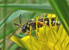 Nomada rufipes / Heide-Wespenbiene / Apinae (Echte Bienen)