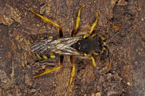 Nomada sexfasciata / Langkopf-Wespenbiene / Apidae (Echte Bienen) / Ordnung: Hautflgler - Hymenoptera