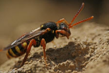 Nomada bifasciata / Rotbuchige Wespenbiene / Apinae (Echte Bienen) / Ordnung: Hautflgler - Hymenoptera