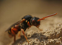 Nomada bifasciata / Rotbuchige Wespenbiene / Apinae (Echte Bienen) / Ordnung: Hautflgler - Hymenoptera