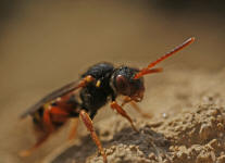 Nomada bifasciata / Rotbuchige Wespenbiene / Apinae (Echte Bienen)