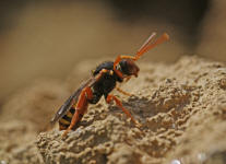 Nomada bifasciata / Rotbuchige Wespenbiene / Apinae (Echte Bienen) / Ordnung: Hautflgler - Hymenoptera