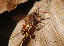 Nomada spec. / Unbestimmte Wespenbienen / Apinae (Echte Bienen)