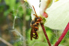 Nomada spec. / Unbestimmte Wespenbienen / Apinae (Echte Bienen)